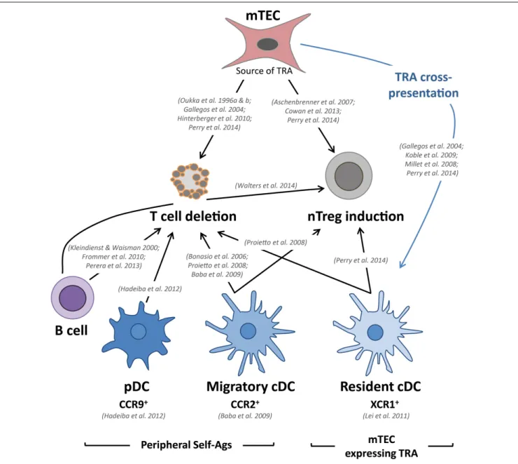 FIGURE 2 | mTECs and DCs tightly collaborate to delete autoreactive T cells and to induce the generation of nTreg cells