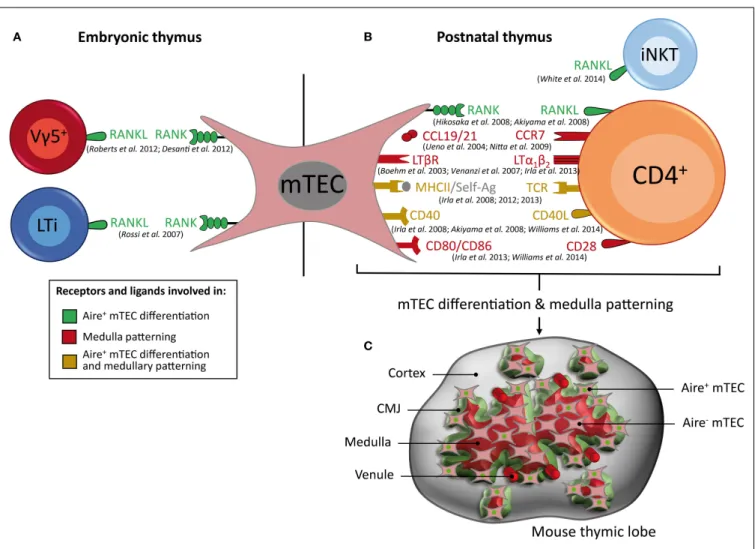 FIGURE 3 | Key cell types, receptors, and ligands that contribute to Aire+ mTEC differentiation and medulla patterning