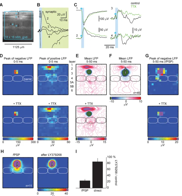 Fig 1. Field postsynaptic potentials (fPSP) are evoked by laser scanning photostimulation with glutamate uncaging in slice