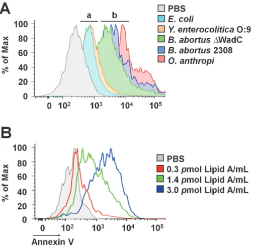 Fig 8. Brucella lipid A induces PMNs cell death in a dose dependent manner. (A) Heparinized blood was incubated for two hours with LPSs of Y