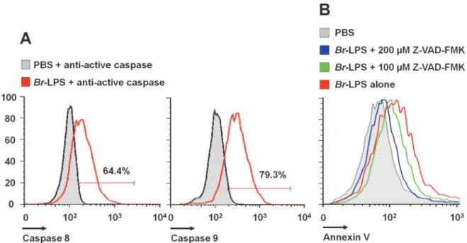 Fig 12. Br- LPS induces activation of caspase 8 and 9 in PMNs. (A) Heparinized blood was incubated with 0.3 pmol/mL of Br-LPS or PBS for 30 minutes and stained with anti-active caspase 8 or anti-active caspase 9