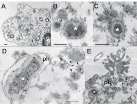 Fig 5. Br- LPS released inside cells is mostly found within vacuolar compartments of PMNs