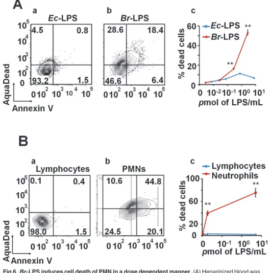 Fig 6. Br- LPS induces cell death of PMN in a dose dependent manner. (A) Heparinized blood was incubated with 100 μ g/mL of (a) Ec-LPS (corresponding to 7.5 pmol/mL) or (b) Br-LPS (corresponding to 3 pmol/mL) for two hours and the PMN population was analyz