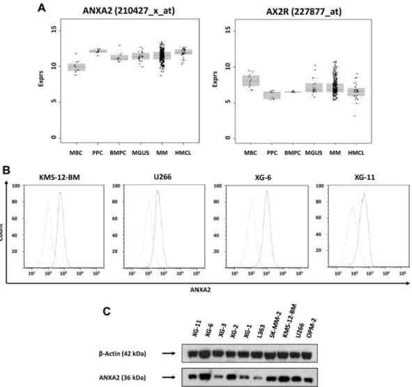 Figure 1. Expression of ANXA2 and validation of gene expression by flow cytometry and Western blotting