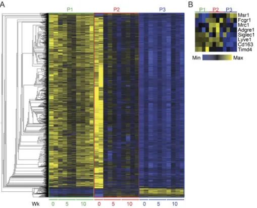 Figure S3. Hierarchical clustering analysis of omental macrophages. (A) Heatmap showing hierarchical clustering analysis of the 5,000 most DEGs in P1 (green), P2 (red), and P3 (blue) CD169 hi Lyve-1 pos omental macrophages sorted at steady state (0 wk) or 