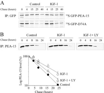 Figure 3. Active Akt increases PEA-15 half-life independently of its binding to ERK1/2