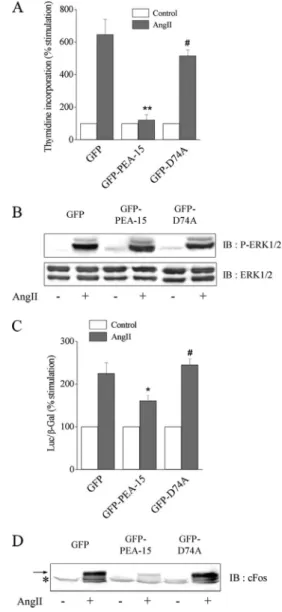 Figure 5. PEA-15 overexpression decreases Elk-1– dependent tran- tran-scription, abolishes cFos expression, and inhibits cell proliferation induced by AngII without affecting ERK1/2 phosphorylation