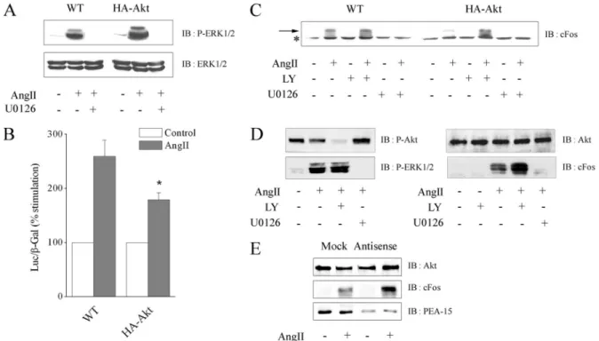 Figure 7. Akt overexpression through PEA-15 decreases Elk-1– dependent transcription and cFos expression without affecting ERK1/2 activation