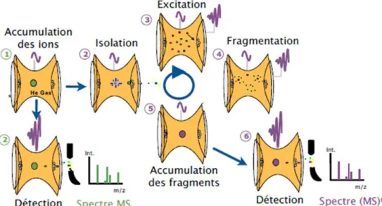 Figure 7 : Illustration de l’isolation, la fragmentation et l’éjection dans une trappe pour des analyses MS, MS/MS et MS n (d’après [34])