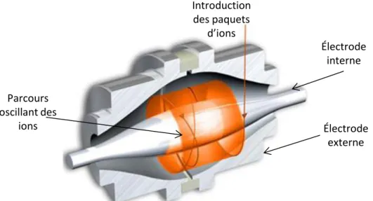 Figure 11 : Mouvement oscillant des ions autour de l’électrode interne de l’Orbitrap (adaptée de [49]) 