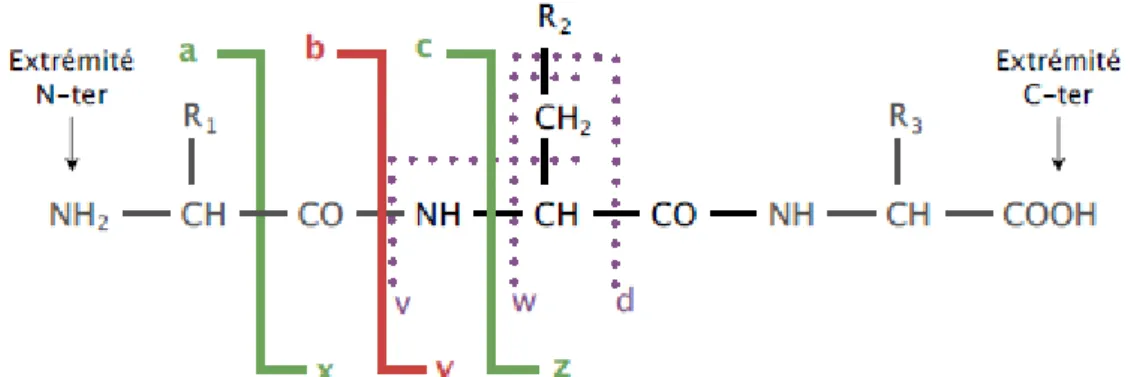 Figure 12 : Nomenclature des fragmentations peptidiques selon Biemann. R i  représente les chaines latérales des acides  aminés