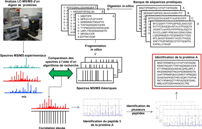 Figure 2 : Illustration de l’identification des peptides et des protéines par recherche dans les banques avec l’approche  PFF