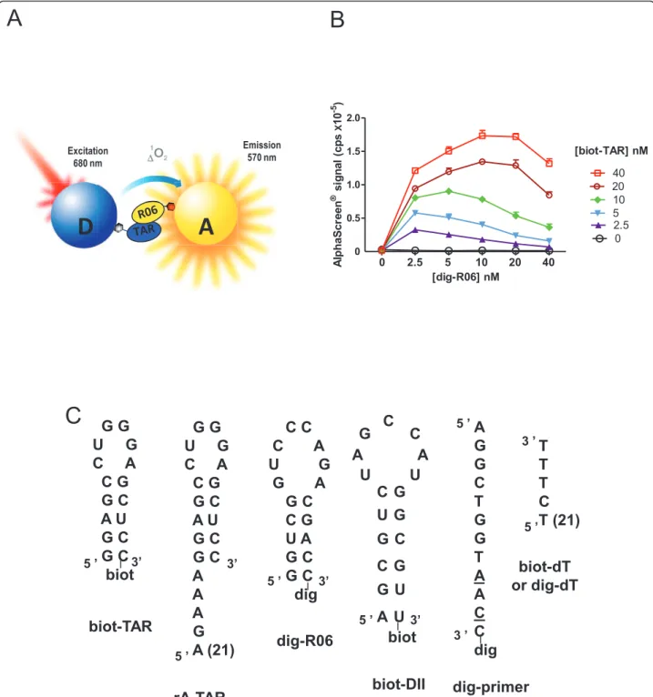 Figure 2 HAPIscreen - proof of concept. (A) Scheme of the assay setup using a digoxigenin-tagged aptamer (R06) and a biotinylated target RNA hairpin (TAR)