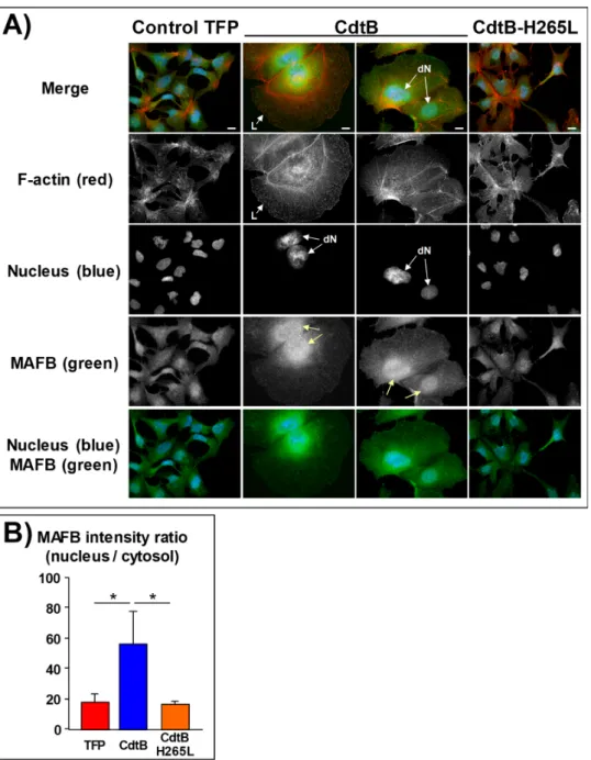Figure 5. Effects of the cytolethal distending toxin of Helicobacter hepaticus on MAFB protein  expression in human hepatic epithelial cells