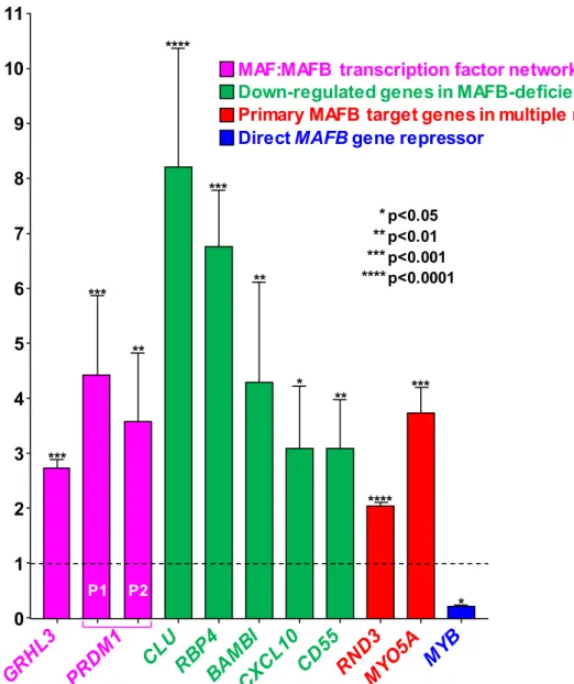 Figure 3. Microarray-based identification of differentially expressed MAFB target genes in response  to Helicobacter hepaticus CdtB in intestinal epithelial cells