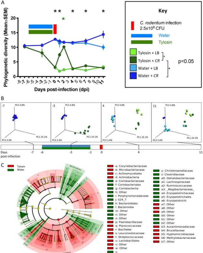 FIG 2 Gut microbiota characteristics of mice challenged with C. rodentium (or LB) 1 day after stopping tylosin (or water)