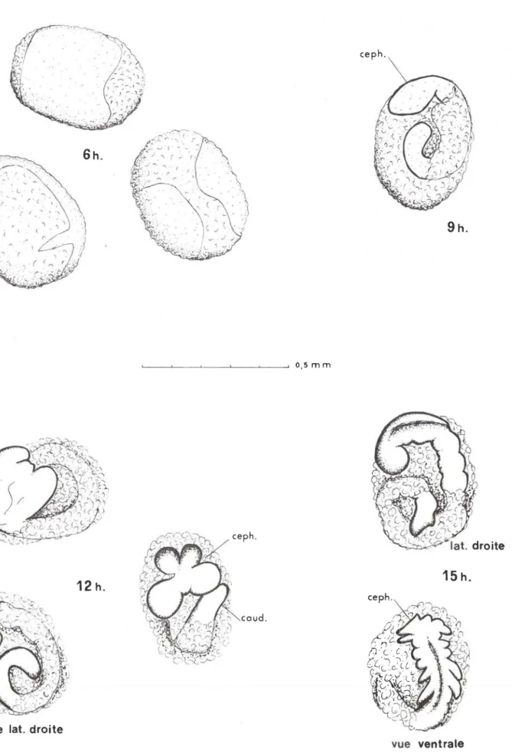 Figure 8 - Développement embryonnaire d'Ephestia kuehniella