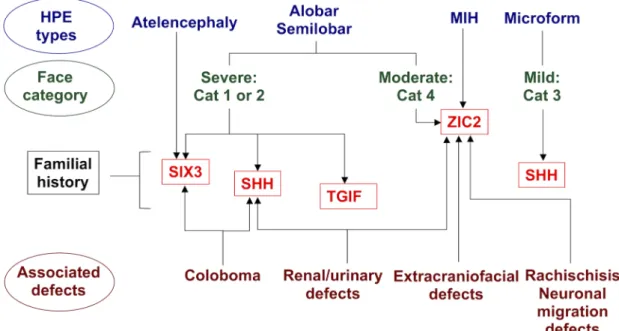 Figure 4: Algorithm for molecular analysis in HPE. In cases of familial HPE, analyses of SHH,  SIX3 or TGIF should  be  given  priority  over  ZIC2  analysis