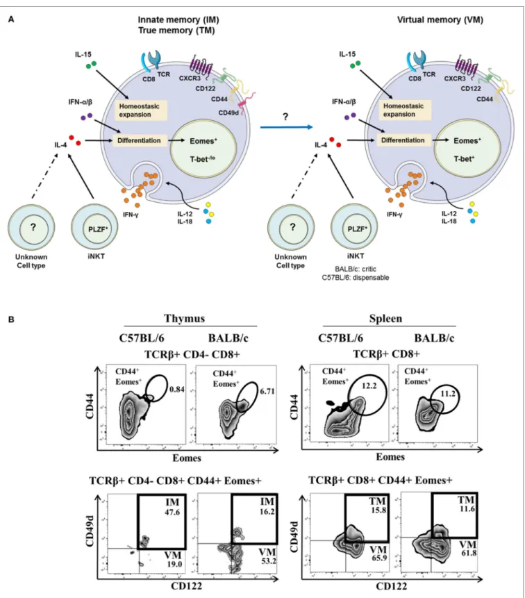 FigUre 1 | the innate/true memory (iM/tM) and virtual memory (VM) Cd8( + ) t cells in mice