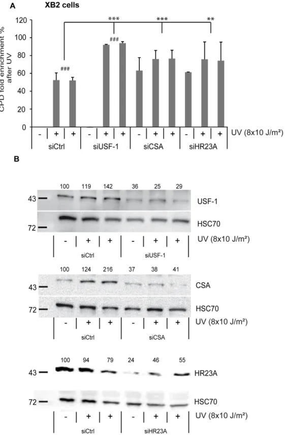 Figure 5. CSA, HR23A, and USF-1 knock-down (KD) affect the level of DNA damage in XB2 cells