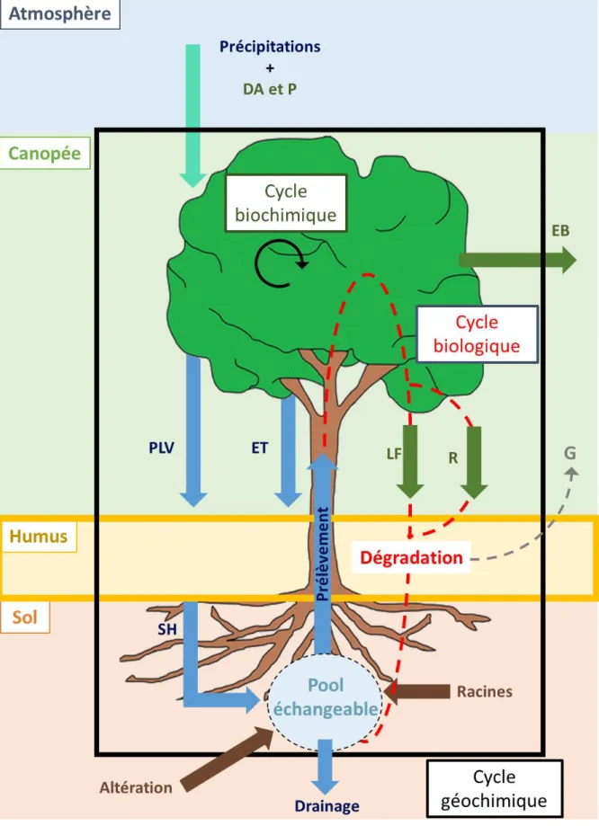 Figure  3 :  Représentation  schématique  des  cycles  biogéochimiques  et  des  flux  dans  un  écosystème forestier
