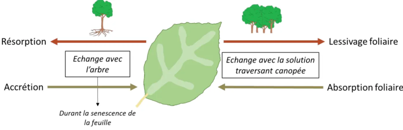 Figure 4 : Échanges d’éléments possibles entre les feuilles de l’arbre, l’arbre et la solution  traversant la canopée