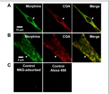 FIGURE 1. Immunolabeling of morphine-like components in bovine primary cul- cul-tured chromaffin cells.A, double immunofluorescence confocal micrographs with  anti-CGA antibody detected with Cy5-conjugated IgG (red) and with antibody against  mor-phine-lik