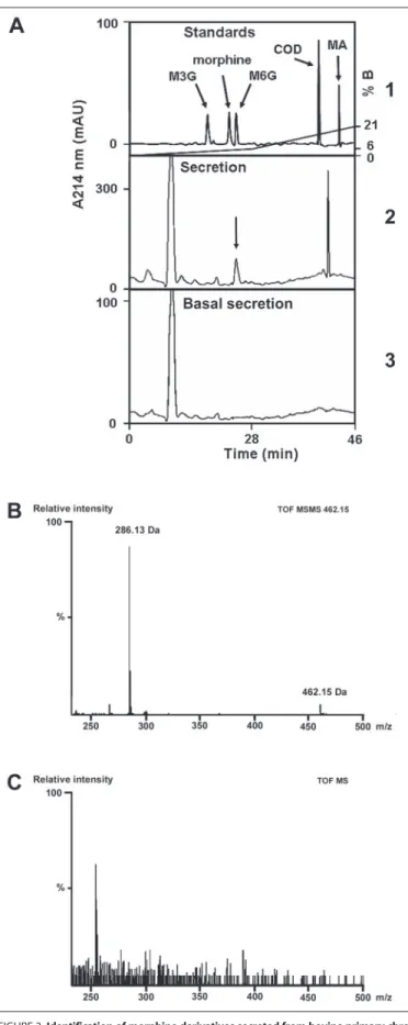 FIGURE 3. Identification of morphine derivatives secreted from bovine primary chro- chro-maffin cells.A:panel 1, RP-HPLC purification of alkaloid standards;panel 2, extracted material present in secreted fluid from primary chromaffin cells in culture stimu
