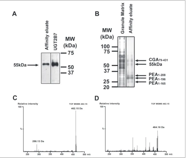 FIGURE 7.M6G de novosynthesis experiment. A, Western blot analysis of the UGT2B-like enzyme affinity-purified from 4 mg of intragranular matrix and of commercial recombinant human UGT2B7 (5 ␮ g) using anti-UGT2B antibody recognizing the 55-kDa form