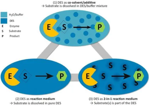 Figure 10. Three possible ways to apply deep eutectic solvents in biocatalysis (Pätzold et al., 2019) 