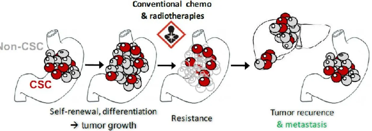 Figure 2. schematic representation of gastric cancer stem cells (GCSC) properties. 