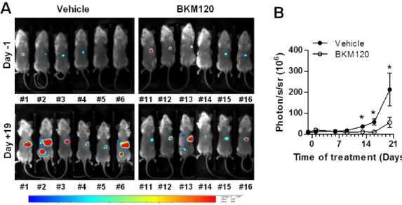 Figure 5. Phosphatidylinositol 3-kinase (PI3K) inhibitor BKM120 limits MKN45 tumor growth in the  stomach and metastases formation in vivo