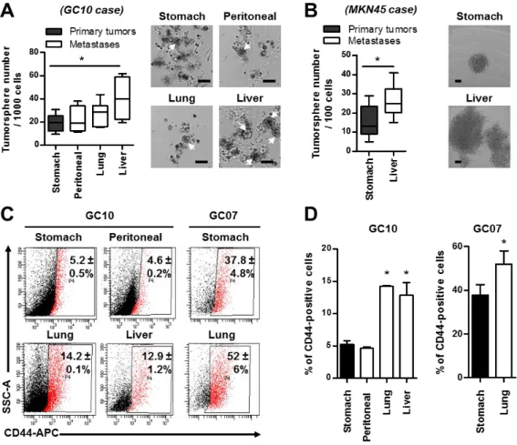 Figure  3.  Metastases  are  enriched  in  cancer  stem  cells  (CSC).  (A,B)  Quantification  (left  panel)  and  representative  images  (right  panel)  of  the  tumorspheres  formed  in  vitro  by  GC10  CSC  (A)  and  MKN45  CSC  (B)  derived  from  pr