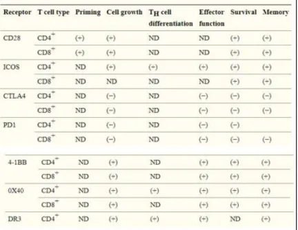 Table 3. Examples of co-stimulatory and co-inhibitory receptor function in stages of T cell differentiation