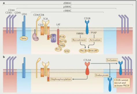 Fig. 36 Localization of CD28 and CTLA-4 in the cSMAC upon TCR activation. Chen and Flies 2013