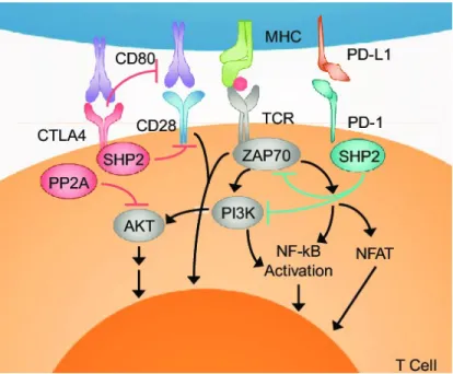Fig. 38 Schematization of CTLA-4 and PD-1 mechanism of action. Adapted from Borcherding et al 2018