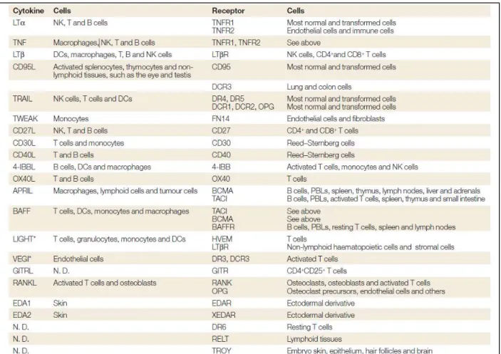 Table 1:  Cellular expression of ligands and receptors of the tumor-necrosis factor superfamily
