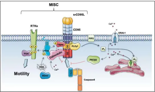 Fig. 17 Molecular deciphering of MISC complex. Guégan and Legembre 2018.