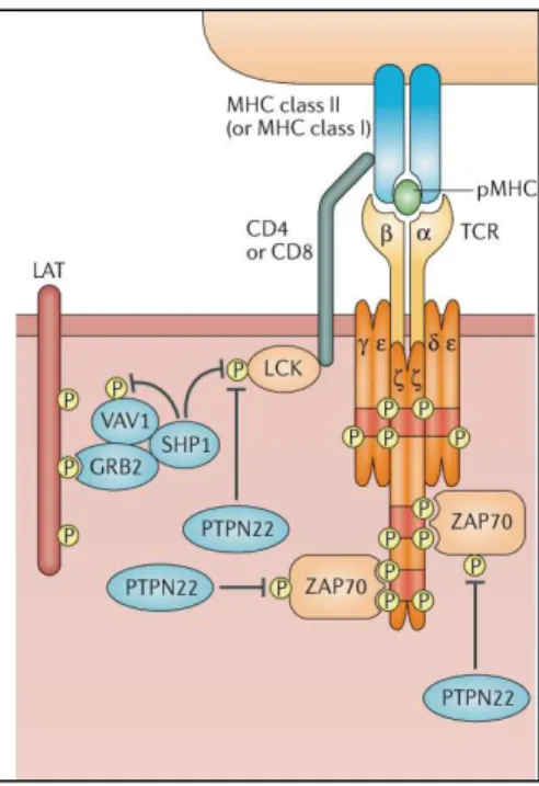 Fig. 33 SHP-1/PTPN phosphatases targets. Gaud et al 2018. 