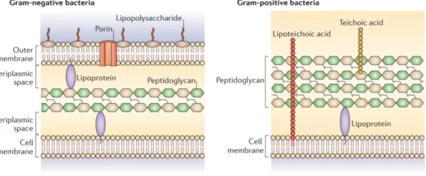 Figure 4  – Architectural differences between gram-positive and gram-negative cell wall