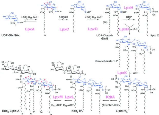 Figure 8 – The Raetz Pathway in Escherichia coli, with the synthesis reactions for lipid A, the lipid moiety  of LPS