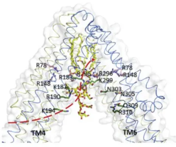 Figure 11 – Cryo-EM structural model (PDB 6BPL) of MsbA with lipid A (yellow) modelled into the cavity