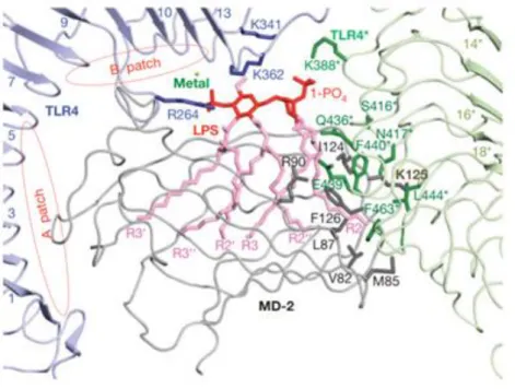Figure 13  –  Crystal  structure  of  LPS-TLR4-MD-2  resolved  at  3.1Å  (PDB  3FXI),  showing  the  interactions  between MD-2 (grey) and TLR4 (blue/green) that form the pre-complex, and the regions of interaction  with LPS (red) in the hydrophobic groove