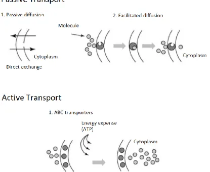 Figure  15  –  Examples  of  transport  classification  according  to  type  of  transporter:  passive  transport  allows direct or facilitated diffusion, while active transport (such as the action of ABC transporters) drive  cargo transport through the ex