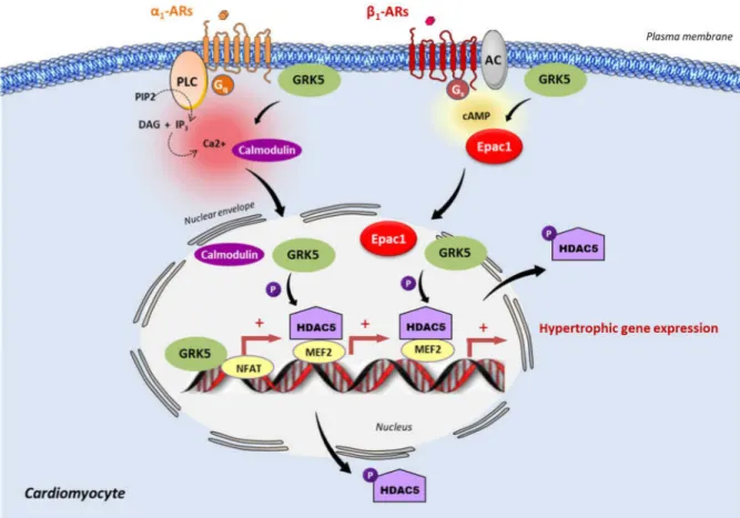 Figure 2. Epac1 and GRK5 non-canonical hypertrophic signaling. Activation of the Gα q coupled receptor, α 1 -adrenergic receptor (α 1 -AR), promotes the intracellular elevation of Ca 2+ through the phospholipase C (PLC) and the subsequent activation of cal