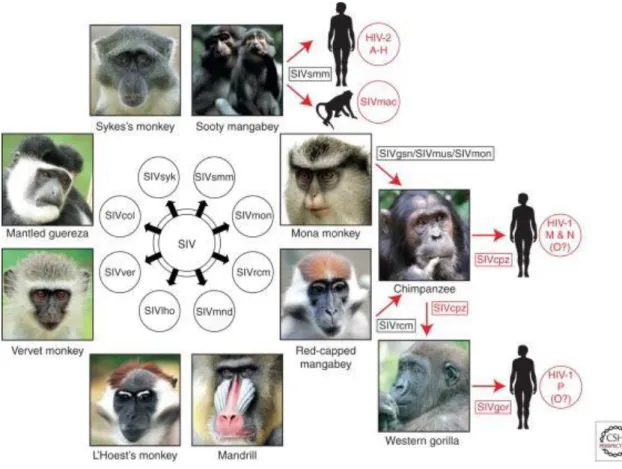 Figure 1 : Transmission inter-espèce du SIVcpz du Chimpanzé à l'Homme   (Origins of human AIDS viruses) Sharp et al., 2011 