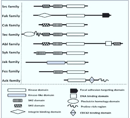 Figure 7: Domain organization of the major families of NRTKs. NRTKs are subdivided into nine main  families, based on their similarities in domain structure