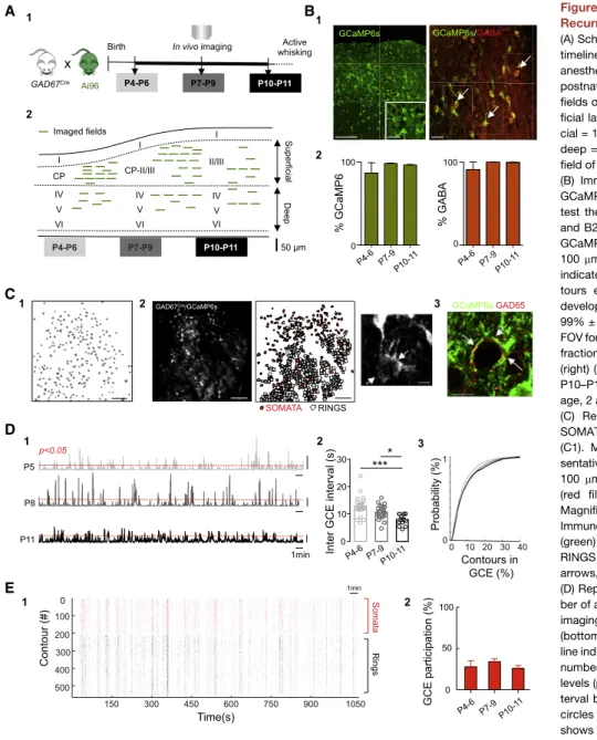 Figure 1. GABAergic Calcium Events (GCE) Recurring during Postnatal Development (A) Schematic representation of the experimental timeline (A1)