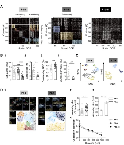 Figure 2. GABA Assemblies during the Early Postnatal Period