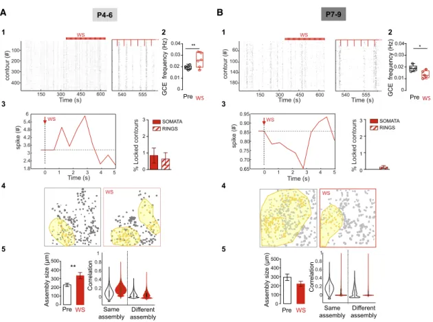 Figure 4. Impact of Whisker Stimulation on GABAergic Dynamics as a Function of Age